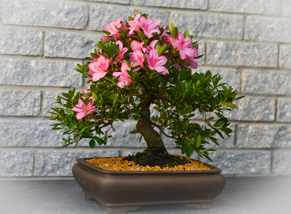 lagerstroemia bonsai Bonsai lagerstroemia – Bonsai winkel main image 0