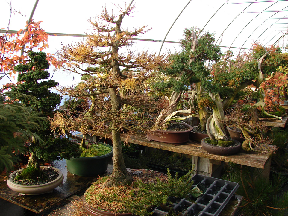 Les Bonsai Enr.