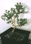 Serissa foetida
